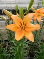 [5089 Talisker No01.JPG]